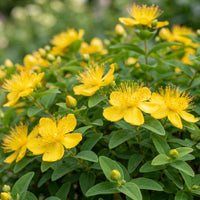 Green boutiQ - Vasteplant - Hypericum calycinum - Sint-Janskruid - Bijen- en vlinderlokkers - Geel - 1 Plant - Pot 11cm - Hoogte 15-25cm