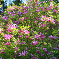 Green boutiQ - Heesters -  Magnolia Susan  - Bloemen Donker Roze - 1 plant - bladverliezend - weinig onderhoud - pot 17cm hoogte 45cm