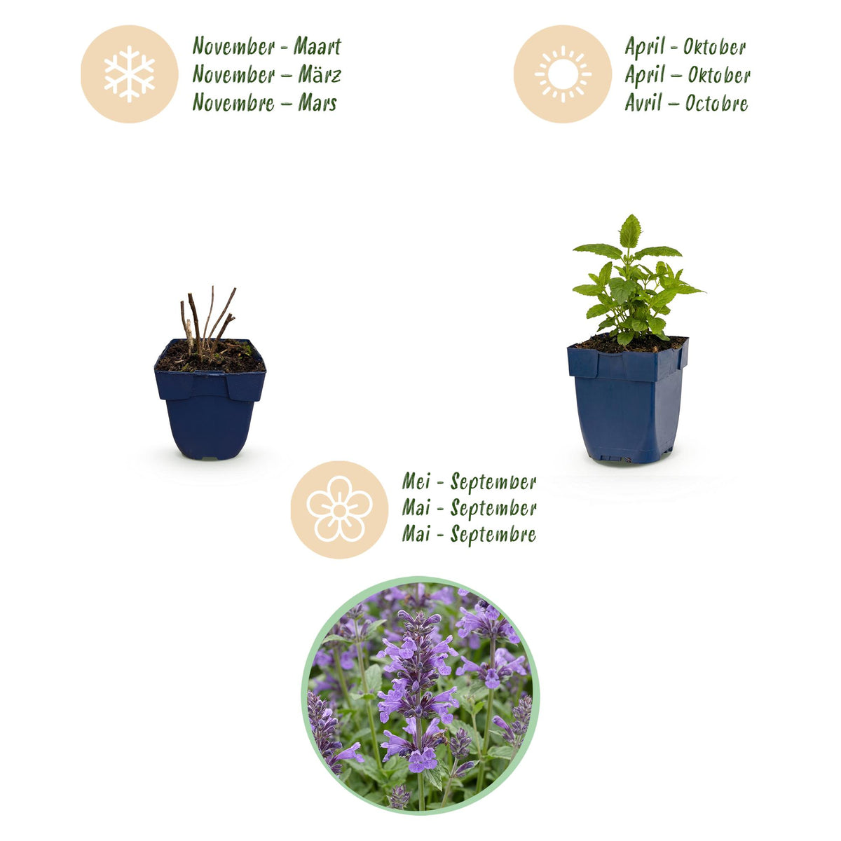 Green boutiQ - Stauden - Nepeta nerv. Neptune - Katzenminze - Bienen- und Schmetterlingsmagnet - Lila - 12 Pflanzen - Topf 11 cm - Höhe 15-25 cm