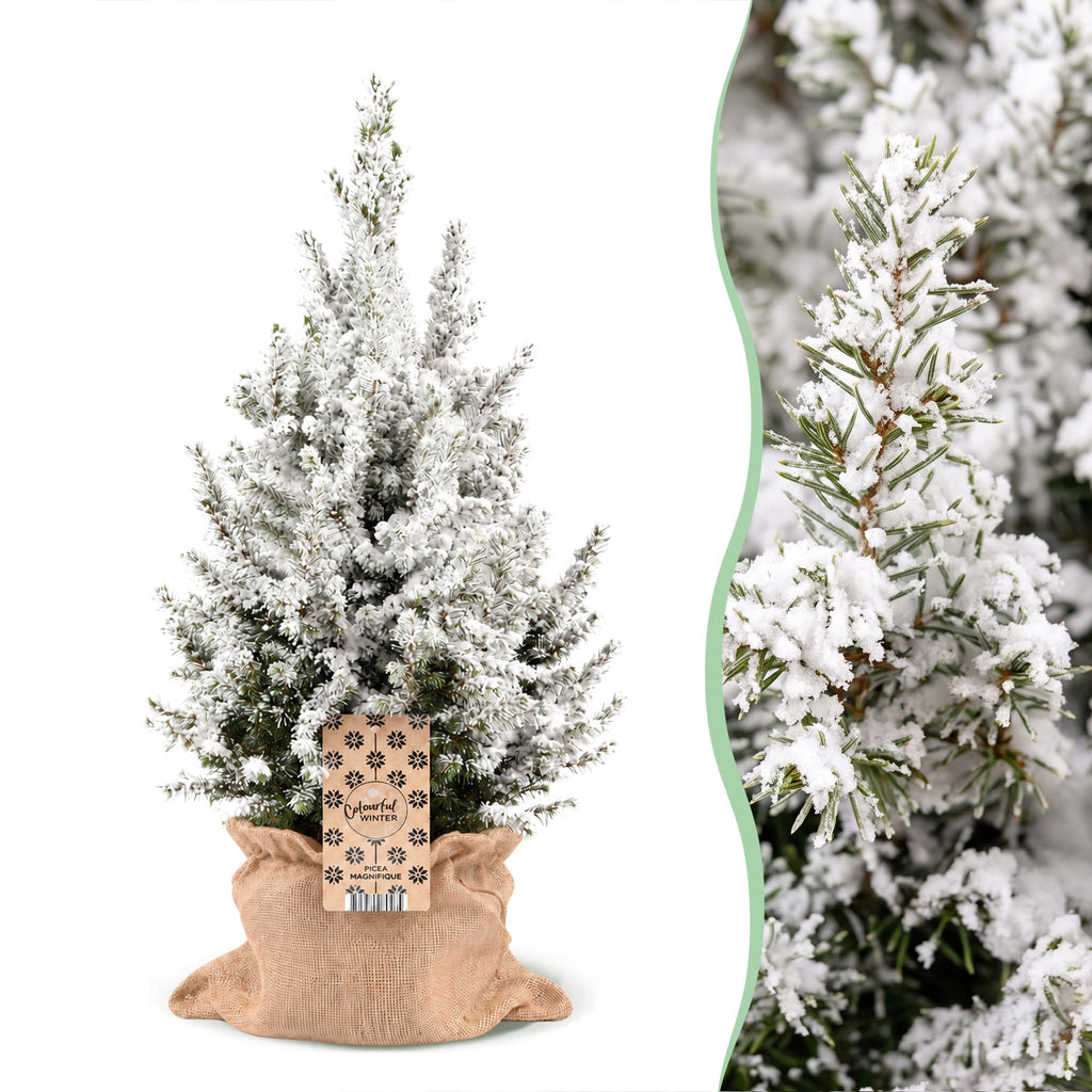 Picea glauca Conica - Dwarf Alberta Spruce - Green - White - Christmas tree - incl. jute bag - Ø19cm - ↕65cm