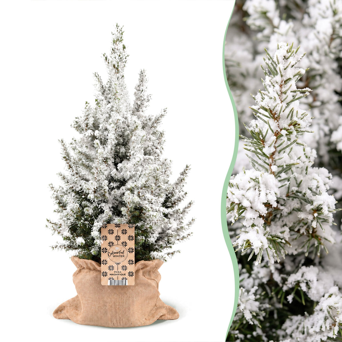 Picea glauca Conica - Dwarf Alberta Spruce - Green - White - Christmas tree - incl. jute bag - Ø19cm - ↕65cm