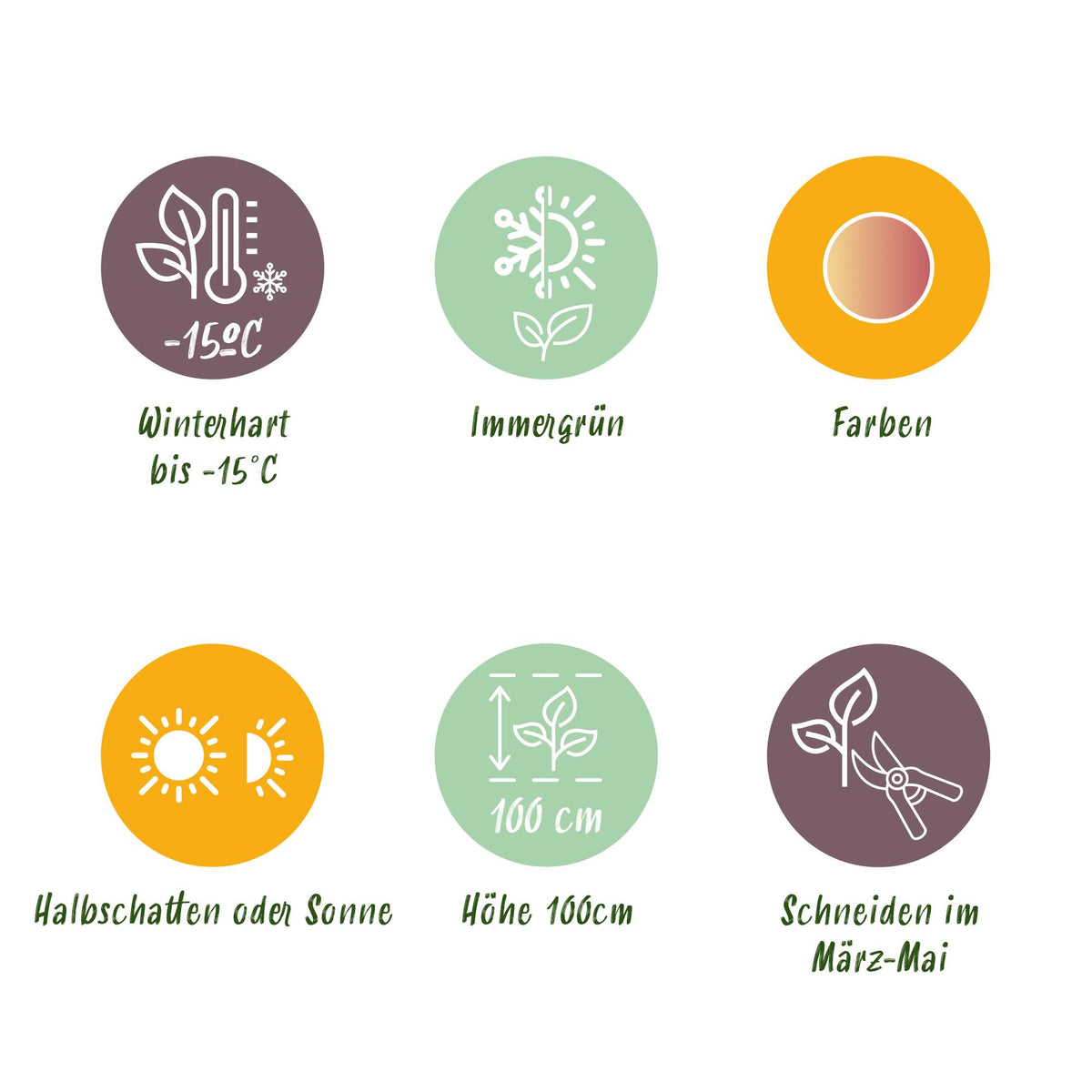 Green boutiQ - Plante de jardin - Leucothoe Colour Diamond - Panaché - 2 plantes - Persistant - Faible entretien - Pot 17 cm Hauteur 45 cm