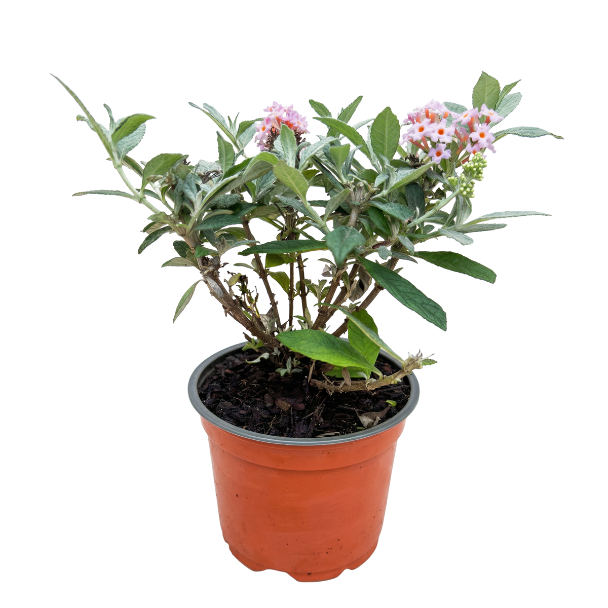 Green boutiQ - Tuinplant - Buddleja davidii Butterfly Candy Little Pink - Vlinderstruik - Compact - Roze - 1 Plant - Pot 12cm - Hoogte 20-25cm