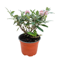 Green boutiQ - Tuinplant - Buddleja davidii Butterfly Candy Little Pink - Vlinderstruik - Compact - Roze - 1 Plant - Pot 12cm - Hoogte 20-25cm