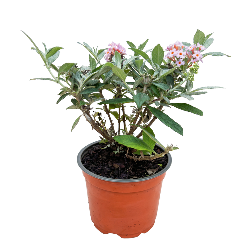 Green boutiQ - Tuinplant - Buddleja davidii Butterfly Candy Little Pink - Vlinderstruik - Compact - Roze - 1 Plant - Pot 12cm - Hoogte 20-25cm