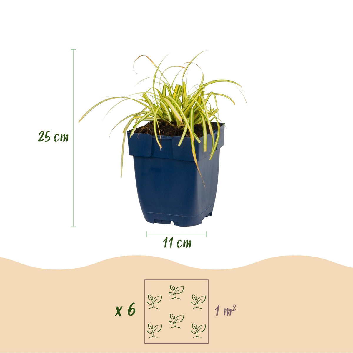 Green boutiQ - Graminées - Carex oshimensis Evergold - Laîche du Japon - Persistant - Jaune-Vert - 1 Plante - Pot 11cm - Hauteur 15-25cm