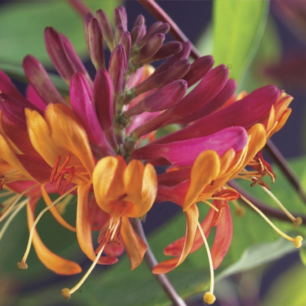 Green boutiQ - Plantes grimpantes Rainbow - Clematis montana Rubens, Hedera helix, Lonicera Goldflame, Campsis madame Galen - Couleur toute l'année - 4 plantes - Pot 11cm Hauteur 40cm