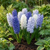 20x Hyacinthus Blue water mix - Blauwe hyacint - Blauw - Voorjaarsbloeier - Bolmaat 14/15