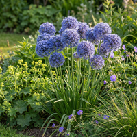 320x Allium Caeruleum - Blauwe sieralui - Blauw - Zomerbloeier - Bolmaat 4/5