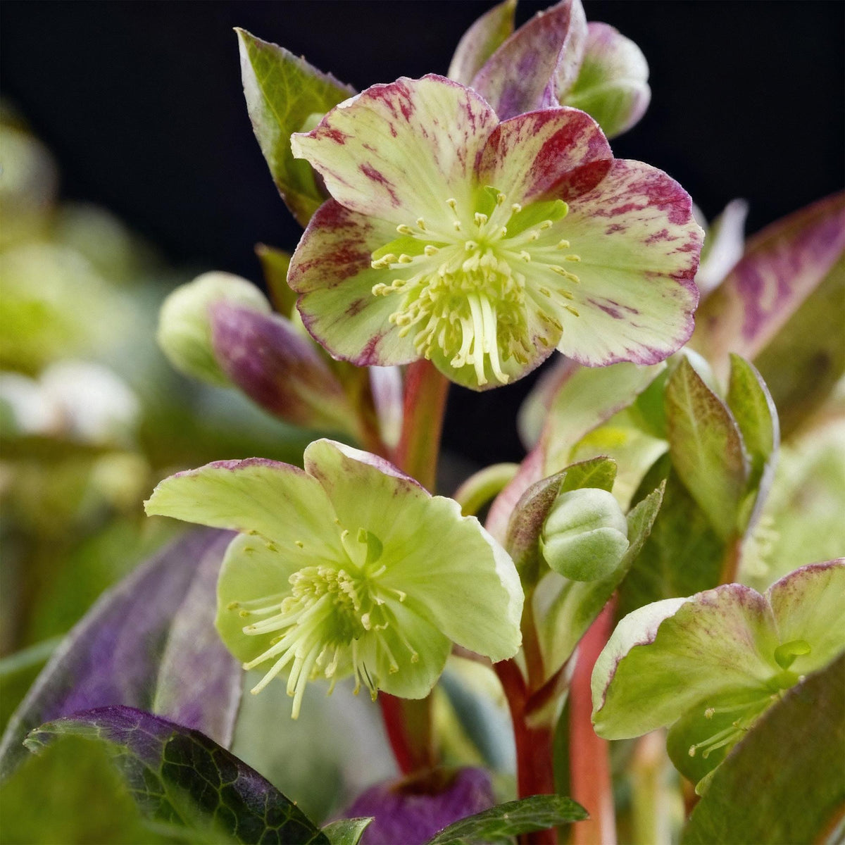Green boutiQ - Plante de jardin - Rose de Carême - Helleborus lividus Purple Marble - Fleur violette - 2 plantes - Persistant - Pot 14cm Hauteur 35cm