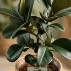 Green boutiQ - Plante d'intérieur - Plante en caoutchouc - Ficus Elastica Cloe - Vert - Entretien facile - 1 plante - avec panier - Pot 19cm - Hauteur 65cm