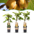 Green boutiQ - Plant fruitier - Actinidia Weiki & Kiwi doré - Pied de kiwi - 1 mâle - 2 femelles - Plantes - Jaune - Pot 15cm - Hauteur 50cm