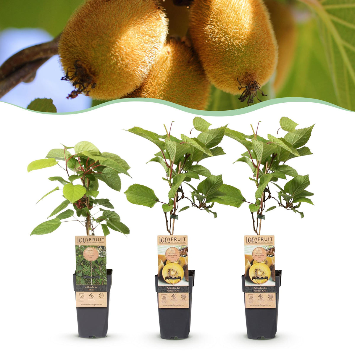 Green boutiQ - Plant fruitier - Actinidia Weiki & Kiwi doré - Pied de kiwi - 1 mâle - 2 femelles - Plantes - Jaune - Pot 15cm - Hauteur 50cm