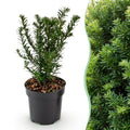 Green boutiQ - 24x Taxus baccata - Eibe - Heckenpflanzen - Immergrün - Grün - Topf 9cm - Höhe 20-30cm