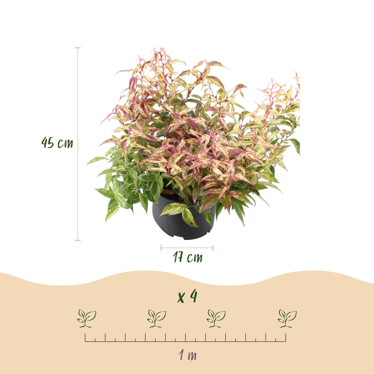 Green boutiQ - Plante de jardin - Leucothoe Makijaz - Marron - 1 Plante - Persistant - Peu d'entretien - Pot 17cm Hauteur 45cm