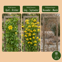 Clematis tangutica - Golden clematis - Yellow - Climber - Ø9cm - ↕35cm