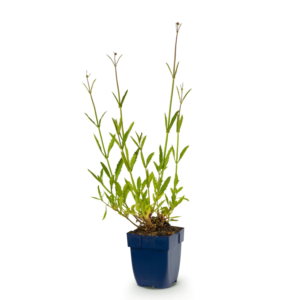 Vasteplant - Verbena bonariensis - Ijzerhard - Bijen- en vlinderlokkers - Paars - 1 Plant - Pot 11cm - Hoogte 15-25cm