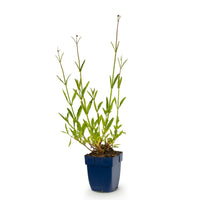 Vasteplant - Verbena bonariensis - Ijzerhard - Bijen- en vlinderlokkers - Paars - 1 Plant - Pot 11cm - Hoogte 15-25cm