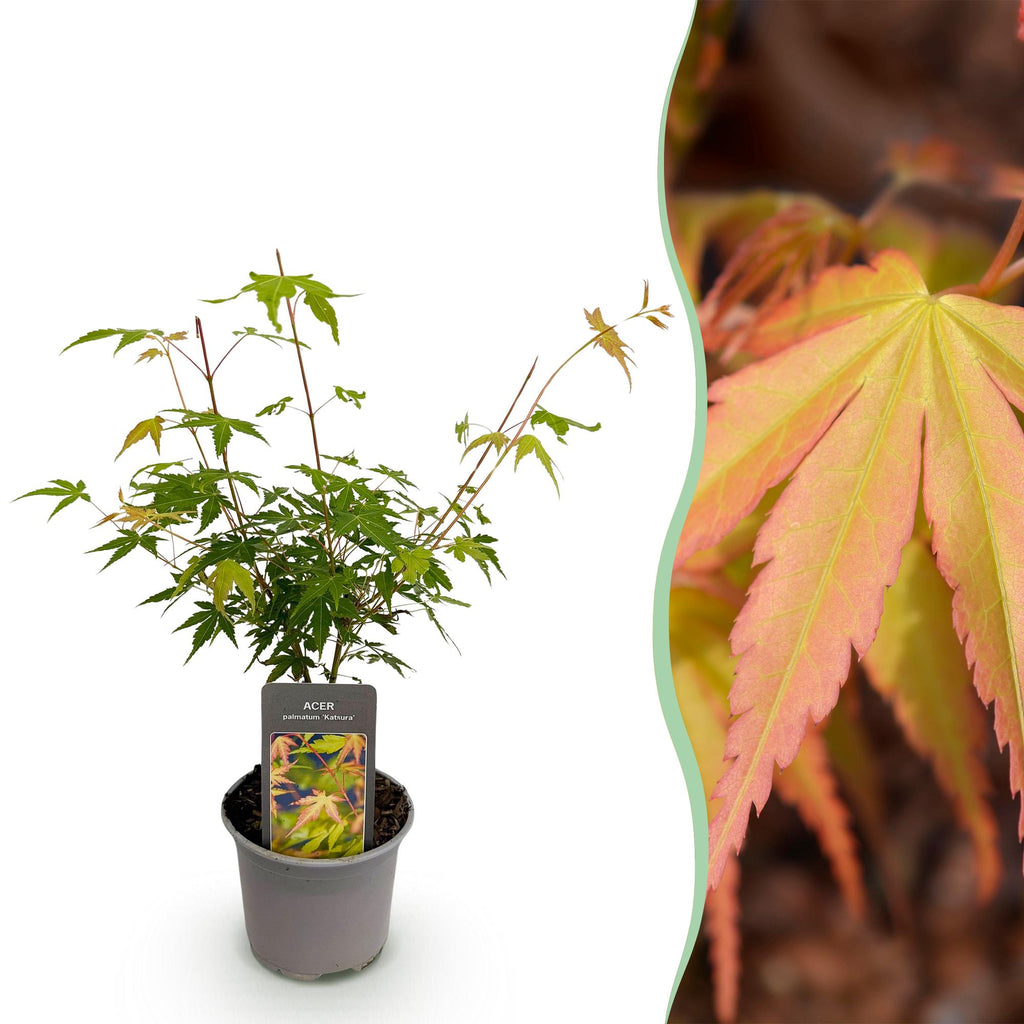 Green boutiQ - Gartenpflanze - Acer palmatum Katsura - Orange - 1 Pflanze - Laubabwerfend - Pflegeleicht - Topf 12cm Höhe 35cm