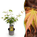 Green boutiQ - Gartenpflanze - Acer palmatum Katsura - Orange - 1 Pflanze - Laubabwerfend - Pflegeleicht - Topf 12cm Höhe 35cm