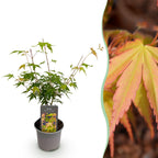 Green boutiQ - Gartenpflanze - Acer palmatum Katsura - Orange - 1 Pflanze - Laubabwerfend - Pflegeleicht - Topf 12cm Höhe 35cm