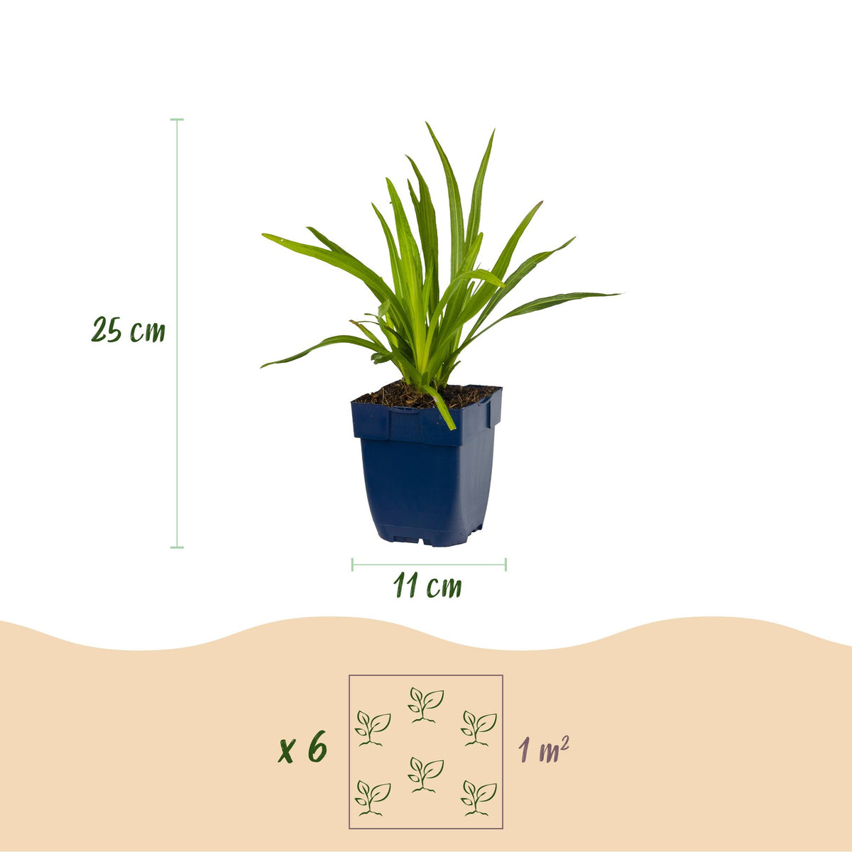 Green boutiQ - Plante vivace - Liatris spicata Alba - Plume du Kansas - Attire les abeilles et les papillons - Blanc - 6 plantes - Pot 11cm - Hauteur 15-25cm