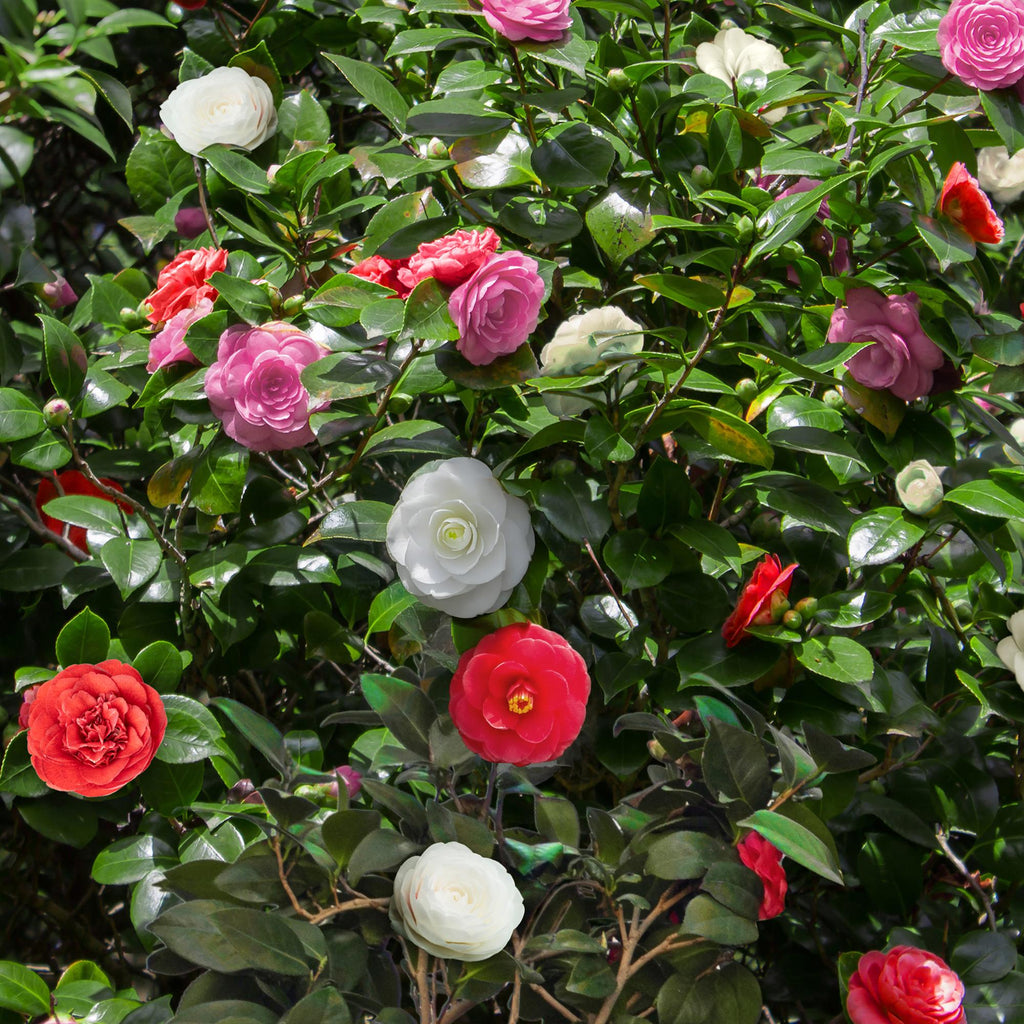 Green boutiQ - Arbustes - Camellia japonica Tricolour - Fleur Rose, Blanche et Rouge - 3 Plantes - 1 m2 - Persistant - Pot 15 cm Hauteur 30 cm