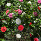 Green boutiQ - Arbustes - Camellia japonica Tricolour - Fleur Rose, Blanche et Rouge - 3 Plantes - 1 m2 - Persistant - Pot 15 cm Hauteur 30 cm