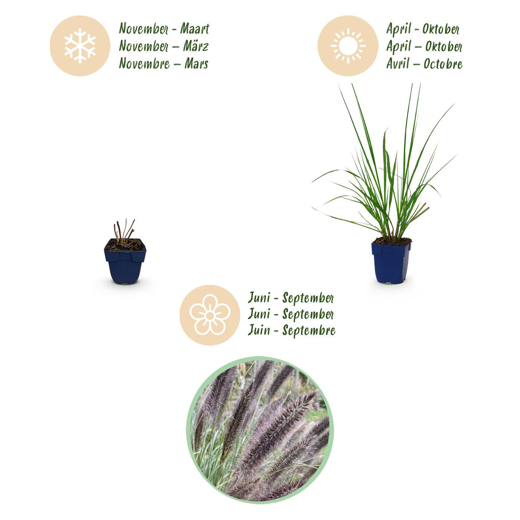 Green boutiQ - Gräser - Pennisetum alop. Black Beauty - Lampenputzergras - Mit Blütenähren - Grün - 12 Pflanzen - Topf 11 cm - Höhe 15-25 cm