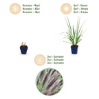 Green boutiQ - Gräser - Pennisetum alop. Black Beauty - Lampenputzergras - Mit Blütenähren - Grün - 12 Pflanzen - Topf 11 cm - Höhe 15-25 cm