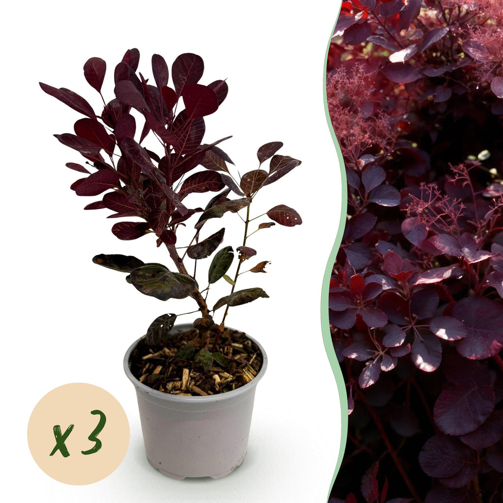 Green boutiQ - Plante de jardin - Cotinus coggygria Lilla - Violet 3 Plantes - Caduc - Peu d'entretien - Pot 12cm Hauteur 35cm