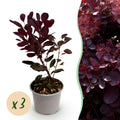 Green boutiQ - Plante de jardin - Cotinus coggygria Lilla - Violet 3 Plantes - Caduc - Peu d'entretien - Pot 12cm Hauteur 35cm