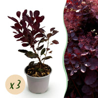 Green boutiQ - Tuinplant - Cotinus coggyria Lilla - Paars 3 Planten - Bladverliezend - Weinig Onderhoud - Pot 12cm Hoogte 35cm