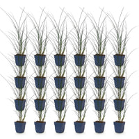 Green boutiQ - Grassen - Miscanthus sin. Gracillimus - Pampusgras - Met Pluim - Groen - 24 Planten - Pot 11cm - Hoogte 15-25cm