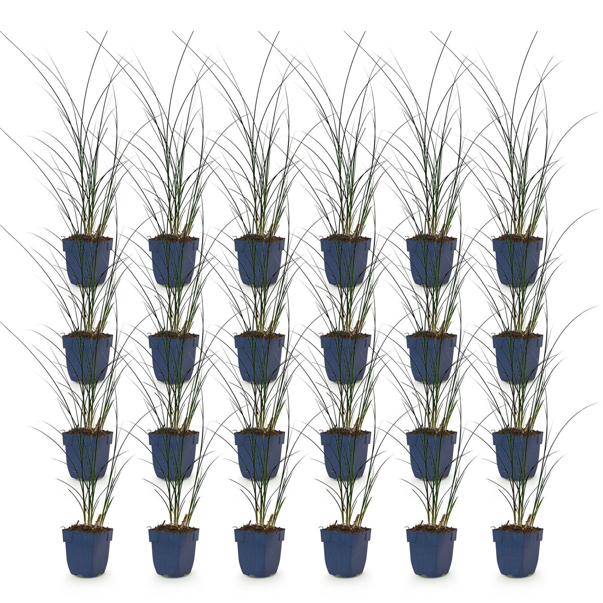 Green boutiQ - Graminées - Miscanthus sin. Gracillimus - Herbe de la Pampa - Avec panache - Vert - 24 plantes - Pot 11 cm - Hauteur 15-25 cm
