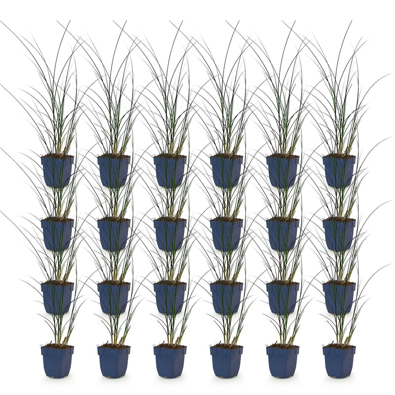 Green boutiQ - Grassen - Miscanthus sin. Gracillimus - Pampusgras - Met Pluim - Groen - 24 Planten - Pot 11cm - Hoogte 15-25cm