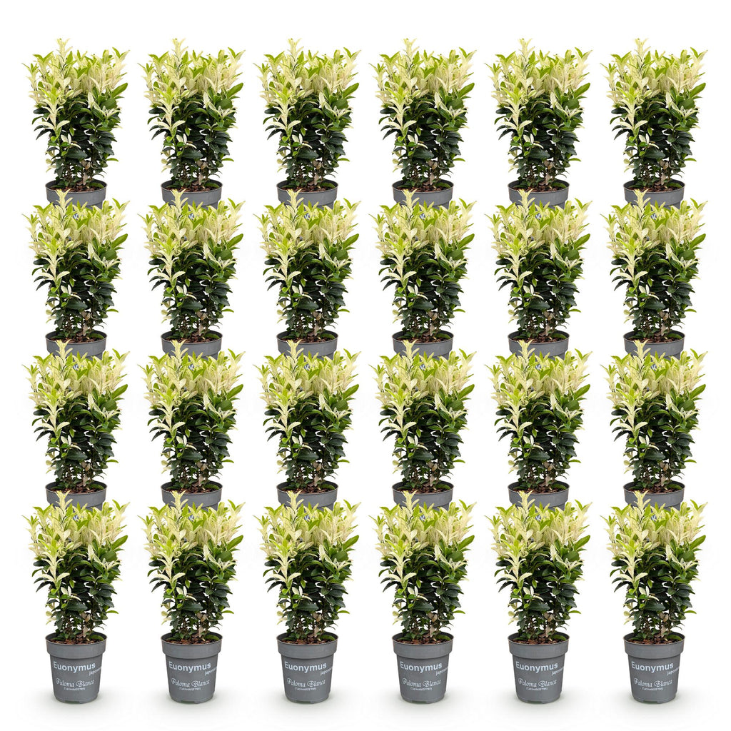 Green boutiQ - 24x Euonymus japonica Paloma Blanca - Japanischer Spindelstrauch - Heckenpflanzen - Immergrün - Grün - Weiß - Topf 9cm - Höhe 20-30cm