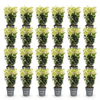 Green boutiQ - 24x Euonymus japonica Paloma Blanca - Japanischer Spindelstrauch - Heckenpflanzen - Immergrün - Grün - Weiß - Topf 9cm - Höhe 20-30cm