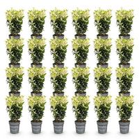 Green boutiQ - 24x Euonymus japonica Paloma Blanca - Kardinaalsmuts - Haagplanten - Groenblijvend - Groen - Wit - Pot 9cm - Hoogte 20-30cm