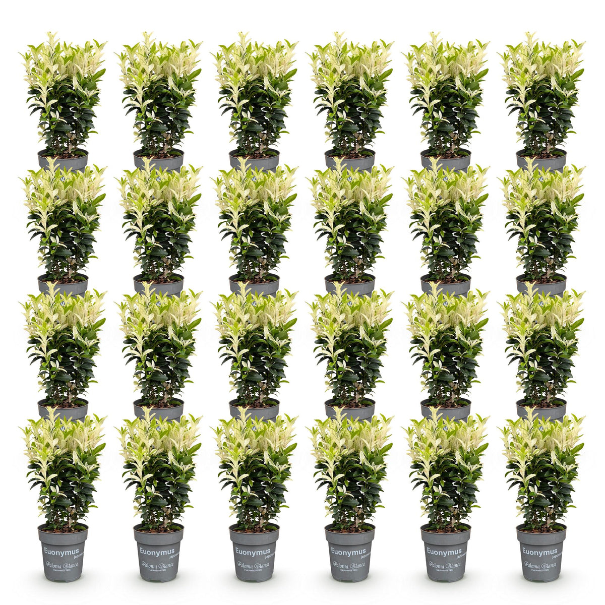Green boutiQ - 24x Euonymus japonica Paloma Blanca - Japanischer Spindelstrauch - Heckenpflanzen - Immergrün - Grün - Weiß - Topf 9cm - Höhe 20-30cm