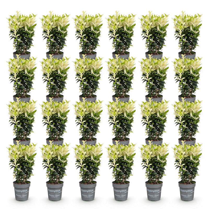Green boutiQ - 24x Euonymus japonica Paloma Blanca - Kardinaalsmuts - Haagplanten - Groenblijvend - Groen - Wit - Pot 9cm - Hoogte 20-30cm