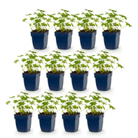 Green boutiQ - Vasteplant - Geranium macr. Ingwersen's Variety - Ooievaarsbek - Bodembedekkend - Licht Roze - 12 Planten - Pot 11cm - Hoogte 15-25cm