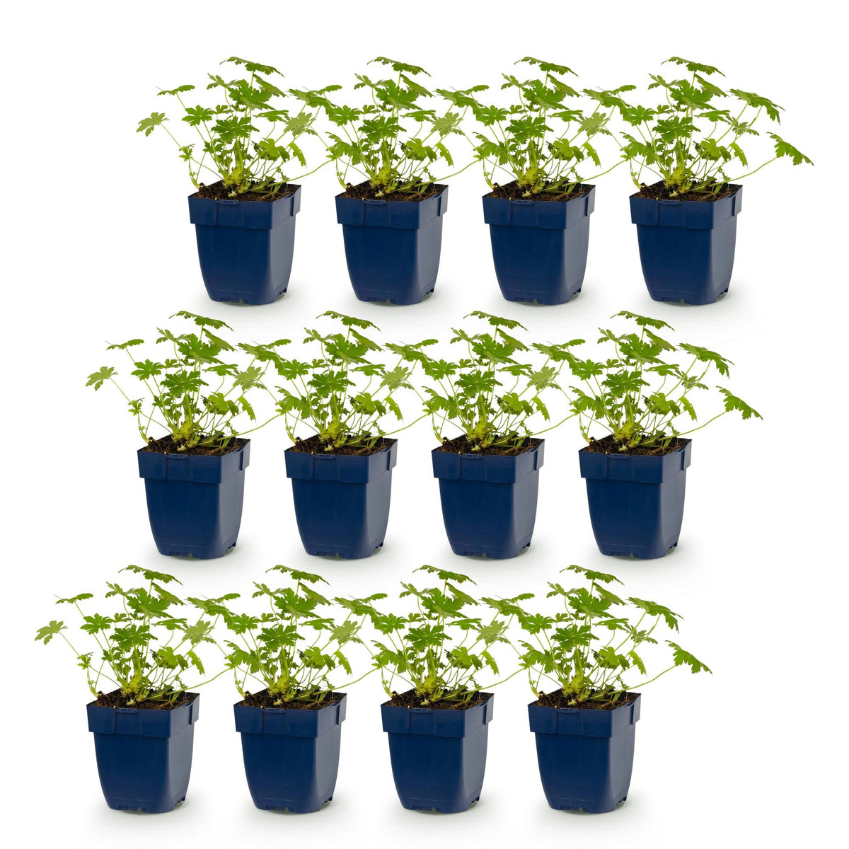 Green boutiQ - Stauden - Geranium macr. Ingwersen's Variety - Storchschnabel - Bodendeckend - Hellrosa - 12 Pflanzen - Topf 11cm - Höhe 15-25cm