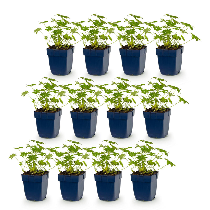 Green boutiQ - Vasteplant - Geranium macr. Ingwersen's Variety - Ooievaarsbek - Bodembedekkend - Licht Roze - 12 Planten - Pot 11cm - Hoogte 15-25cm