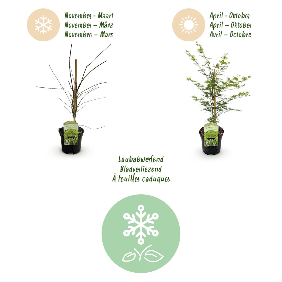 Green boutiQ - Plante de terrasse - Érable du Japon - Acer palmatum Emerald Lace - Vert - 2 plantes - Caduc - Pot 19 cm Hauteur 70 cm