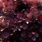 Green boutiQ - Plante de jardin - Cotinus coggygria Lilla - Violet 3 Plantes - Caduc - Peu d'entretien - Pot 12cm Hauteur 35cm