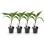 Green boutiQ - Plant fruitier - Bananier - Musa sikkemensis Red Tiger - Rustique - 4 plantes - Pot 12cm Hauteur 30cm