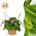 Green boutiQ - Zimmerpflanze - Maranta Fascinator Lemon Lime - Gebetspflanze - Haustierfreundliche Pflanze - Grün - 2 Pflanzen - mit Korb - Topf 12cm - Höhe 25cm
