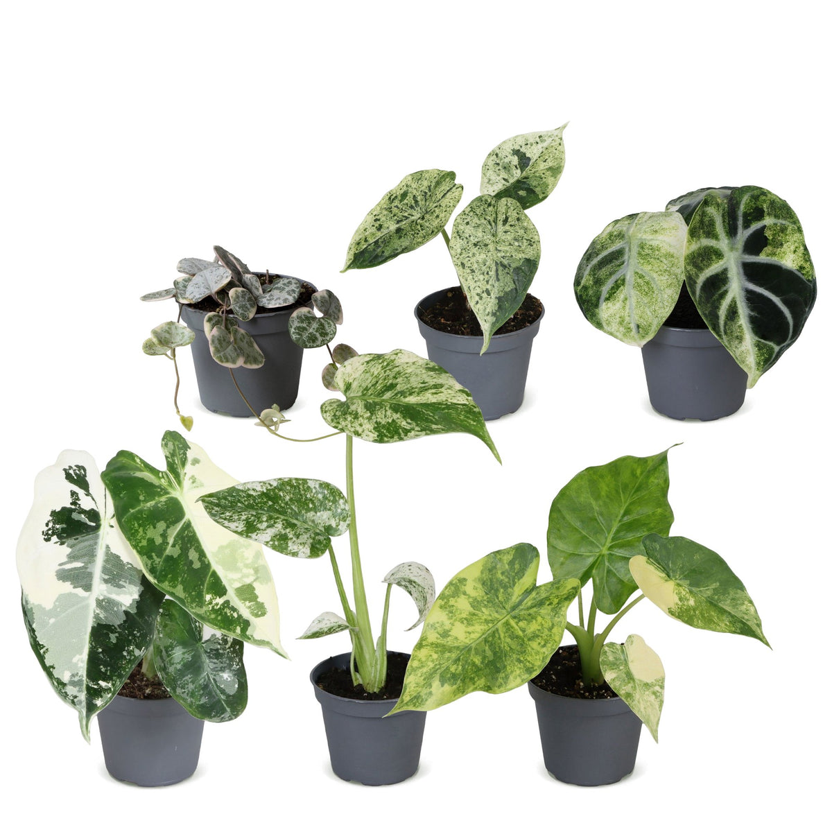 6x Baby Variegata Mix - Various colours - Tropical - Ø6cm - ↕10-15cm