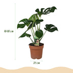 Green BoutiQ - Plantes d'intérieur - Monstera Deliciosa - Plante à trous - Peu d'entretien - Vert - 1 plante - avec pot blanc - Pot 21 cm - Hauteur 70-80 cm